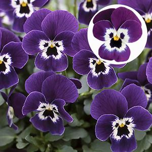 Bild von Viola P9 kleinbloemig Purple face